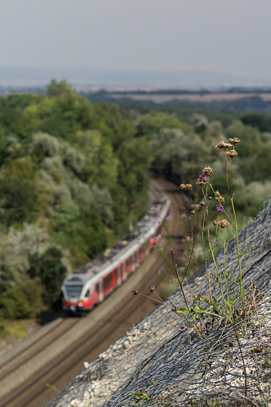 415 039 Szár (2019.08.30).