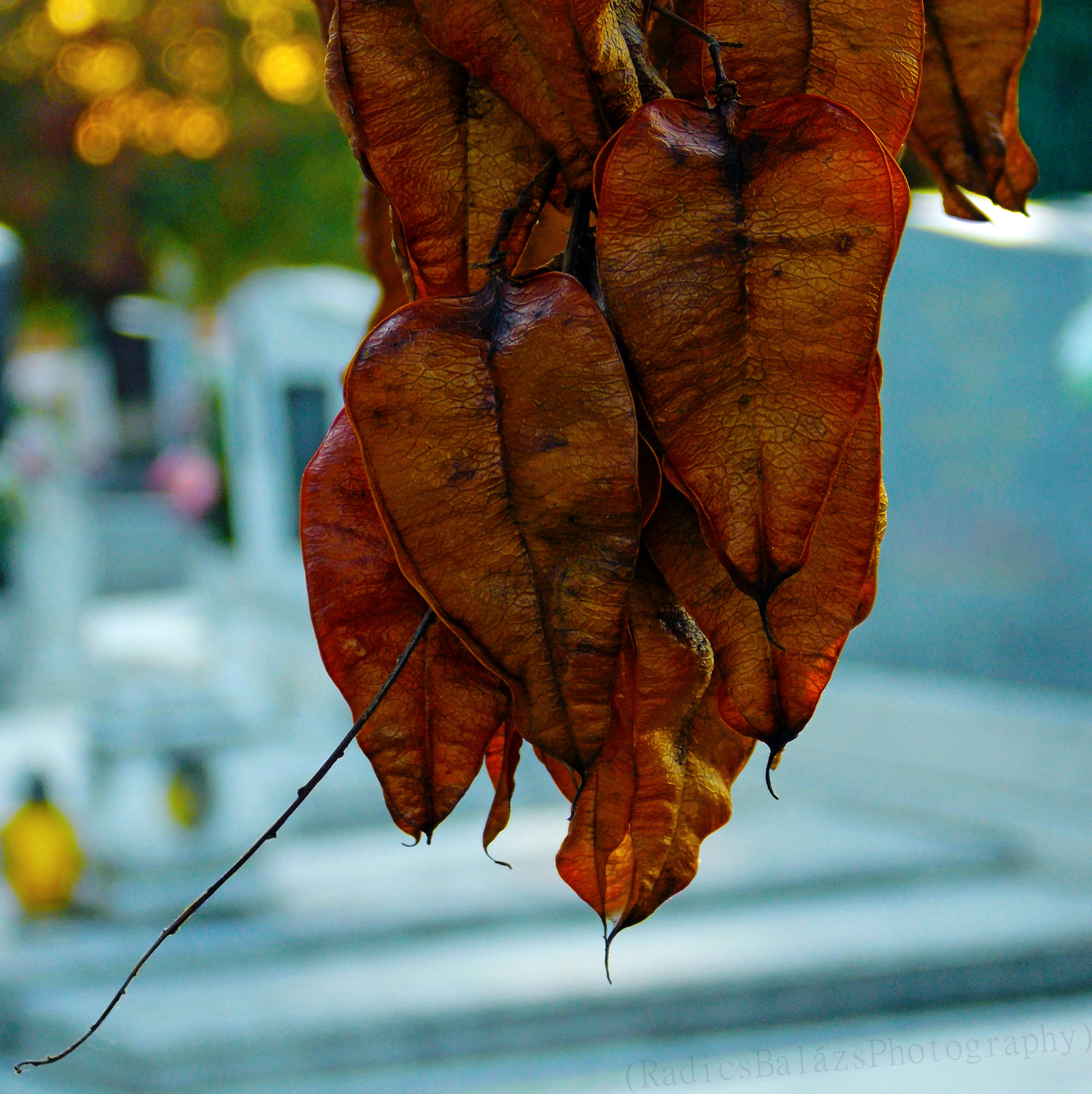 Cemetery