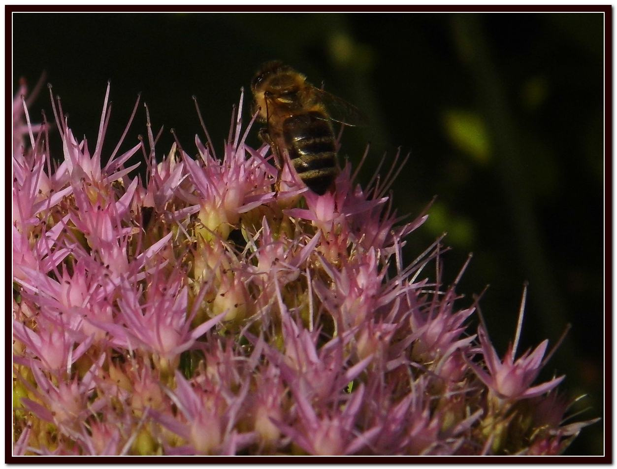 16 pompás varjúháj méhecskével