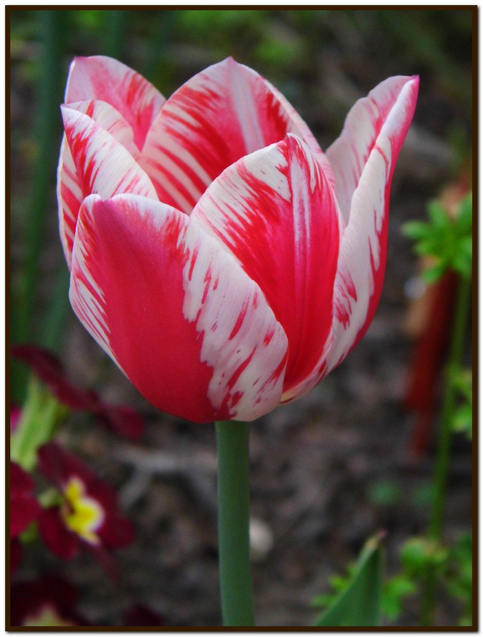 26 még tulipán