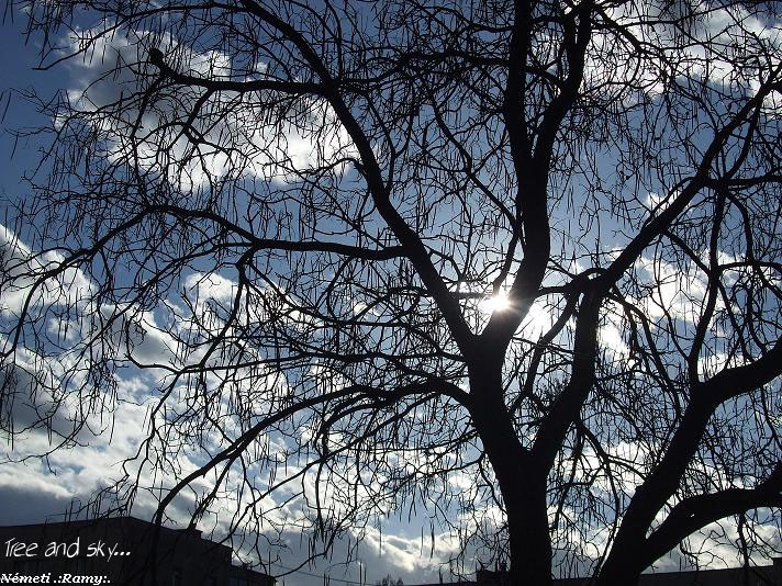 Tree and sky...