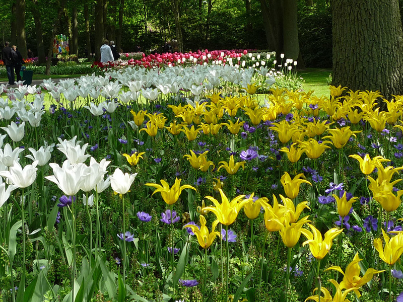 keukenhof 20