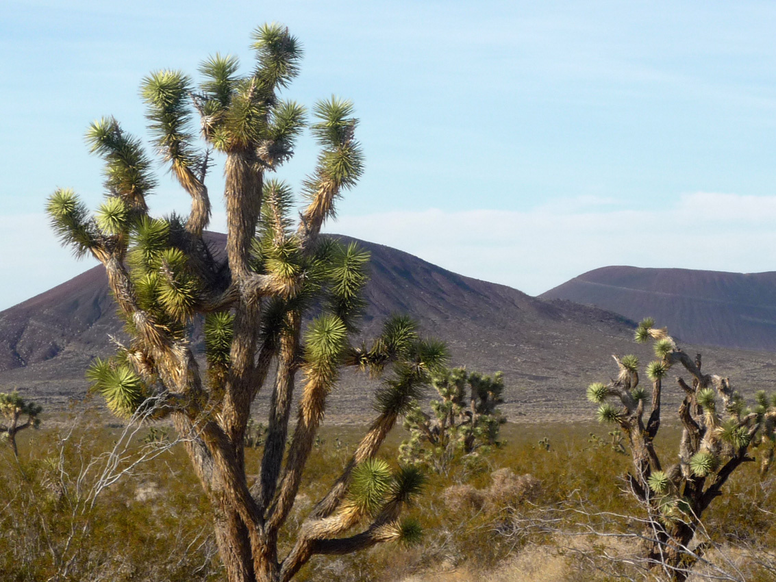 joshura tree (Yucca brevifolia)