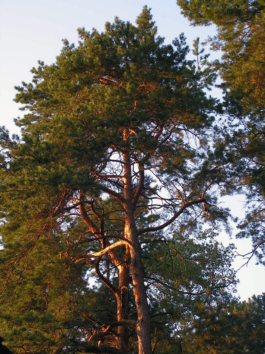 naplemente - fenyős