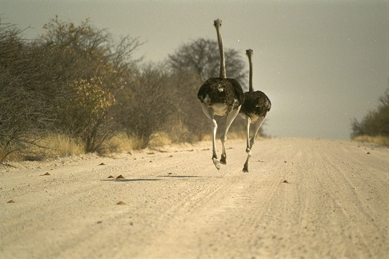 Ostrich%20408076