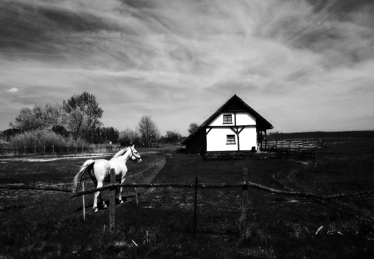 Fehér ló tanyája