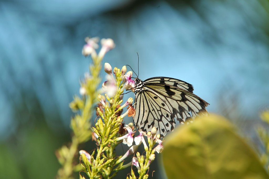 Butterfly conservatory