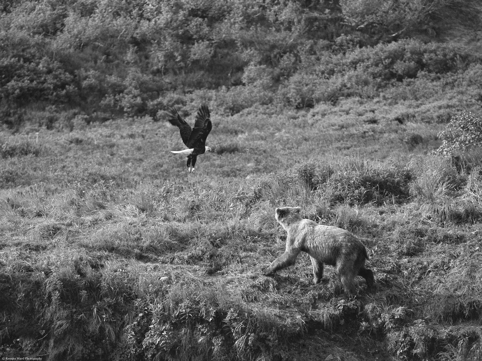 bw-Brown Bear and Bald Eagle, Alaska