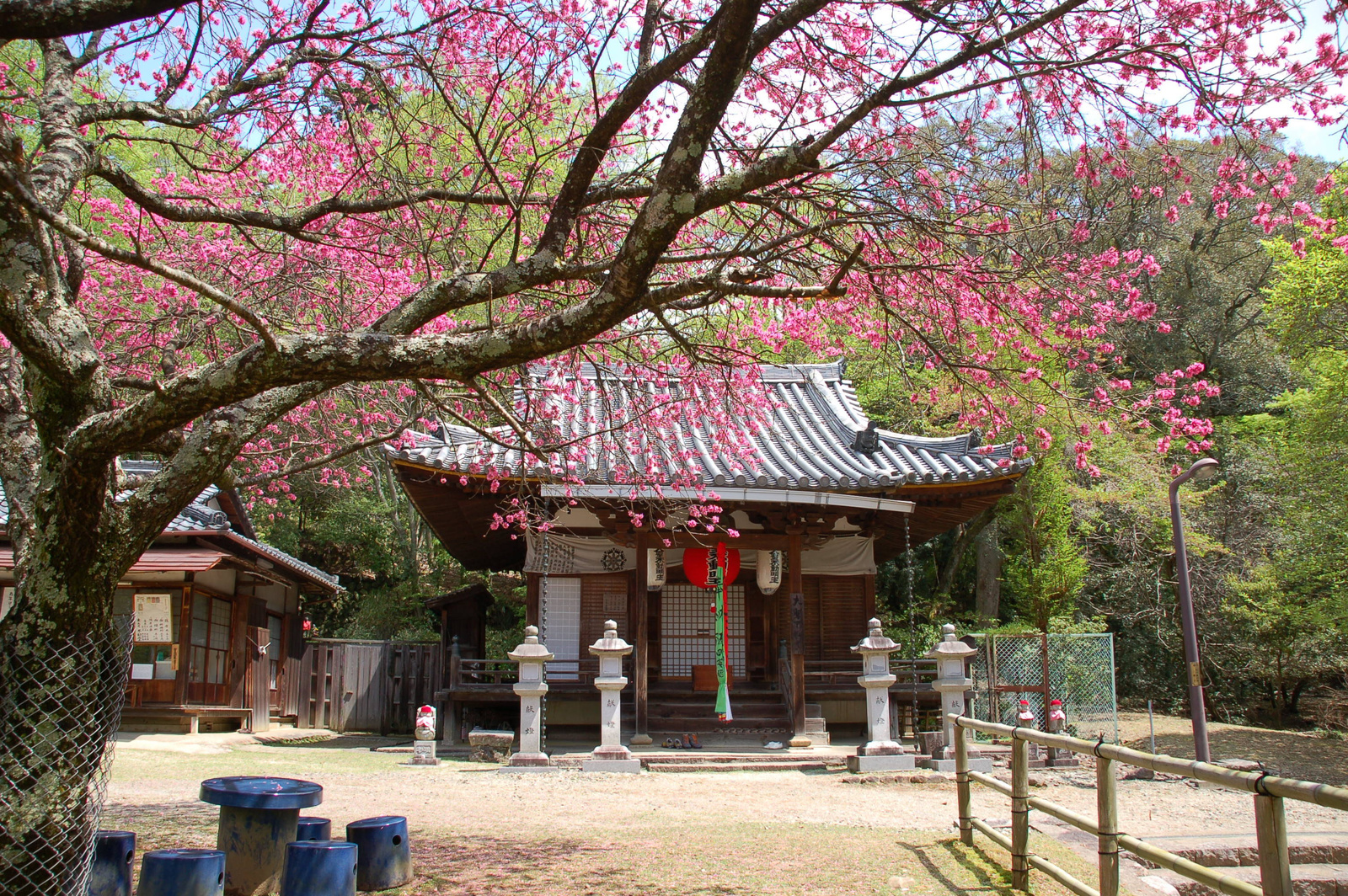 30 Nara 20090415 (85)