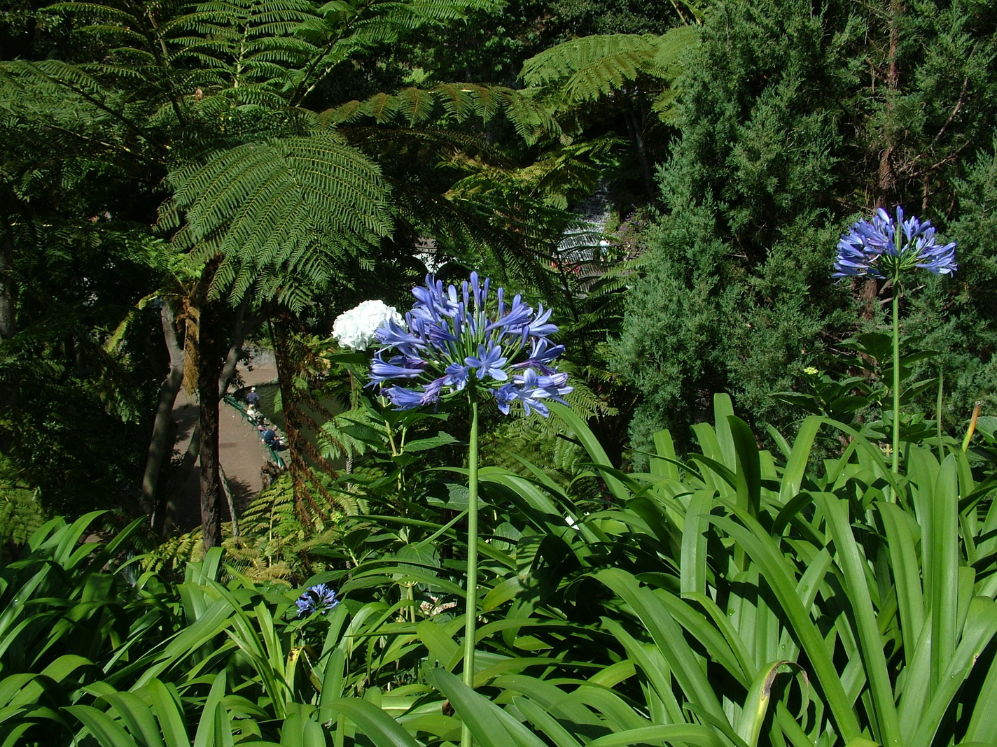 Madeira2013 027