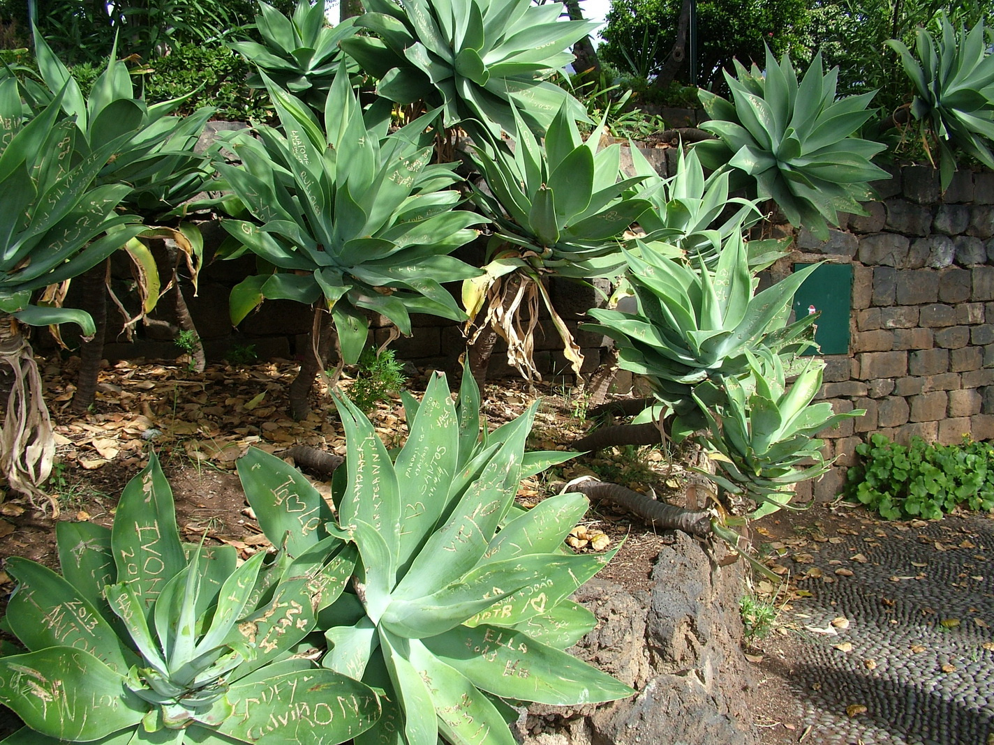 Madeira2013 075