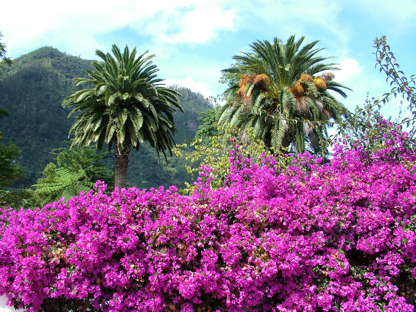 Madeira2013 107