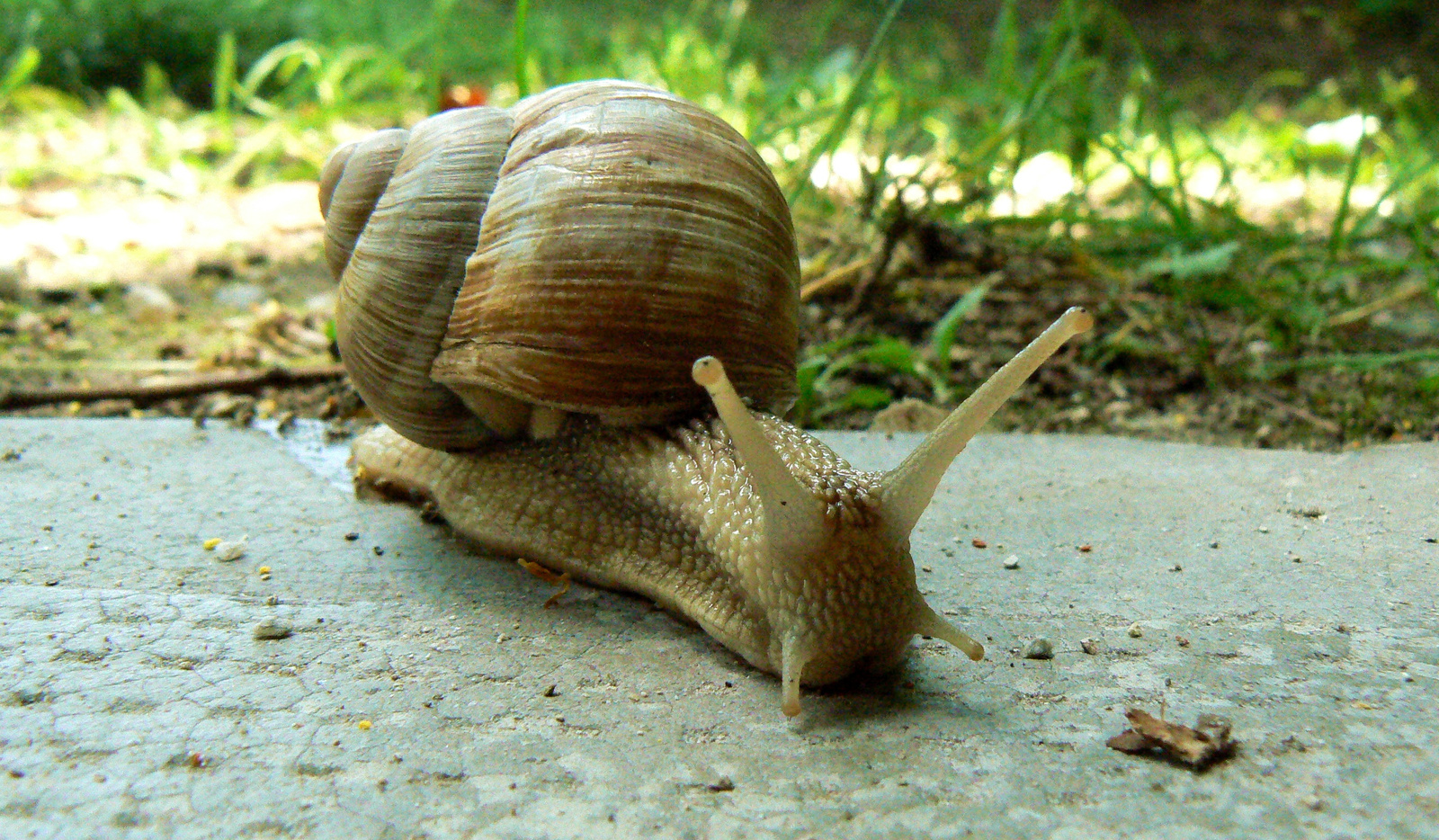 snail