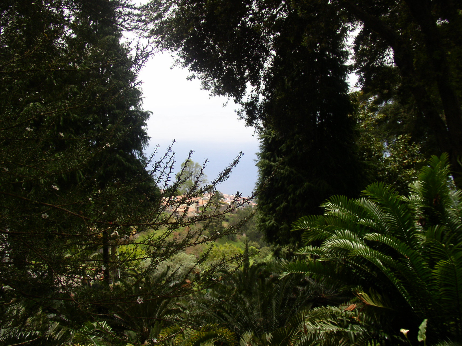 madeira2007 058