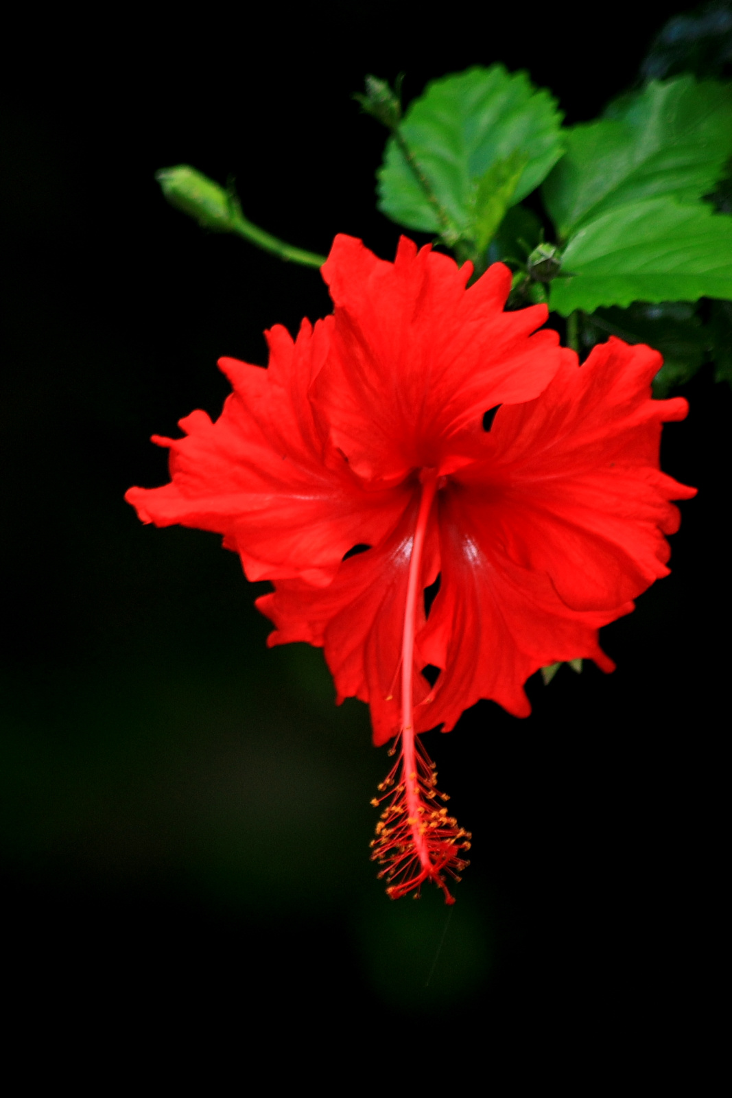 Hibiszkusz