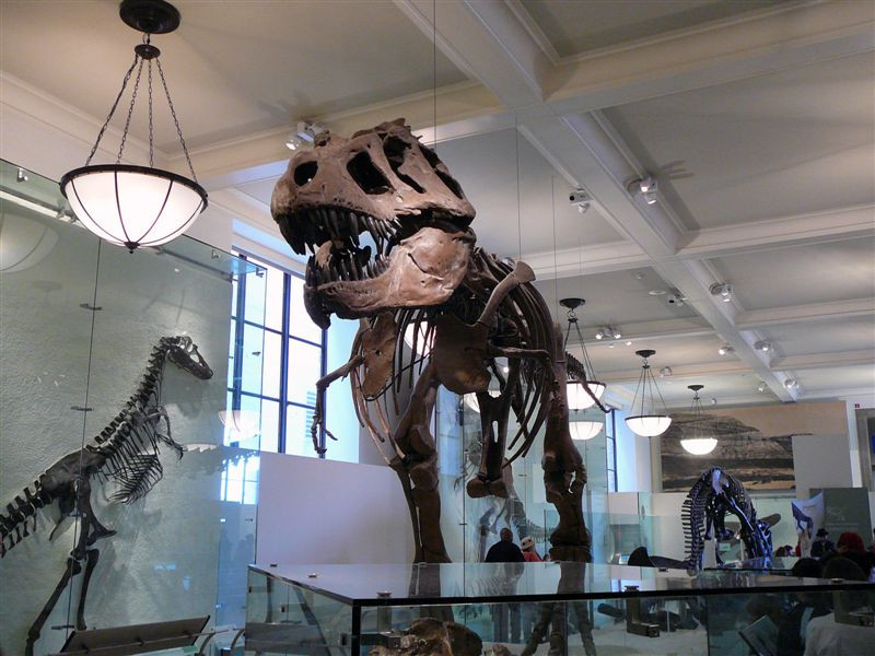 American Museum of Natural History - New York City