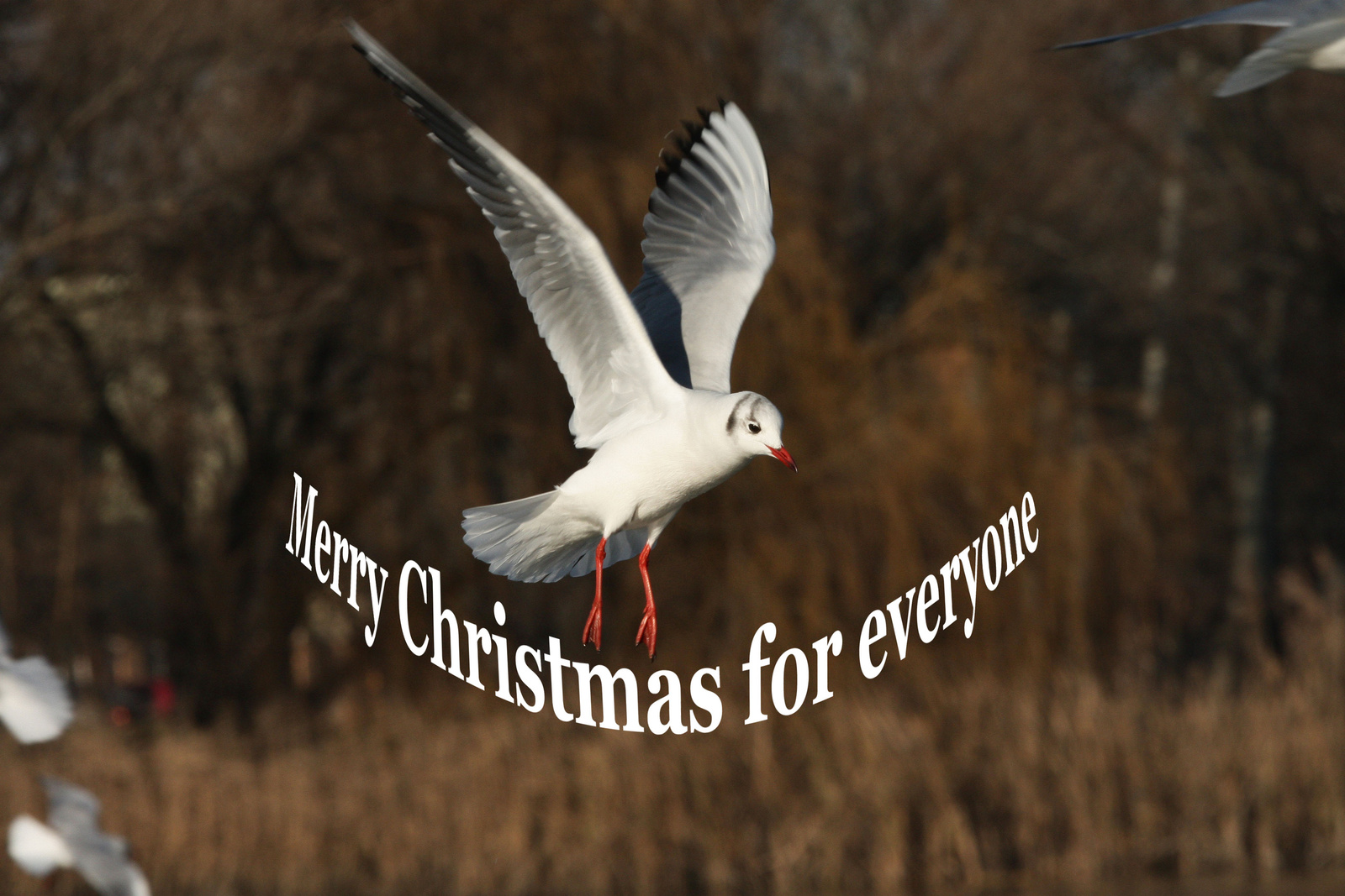 Merry Christmas for everyone