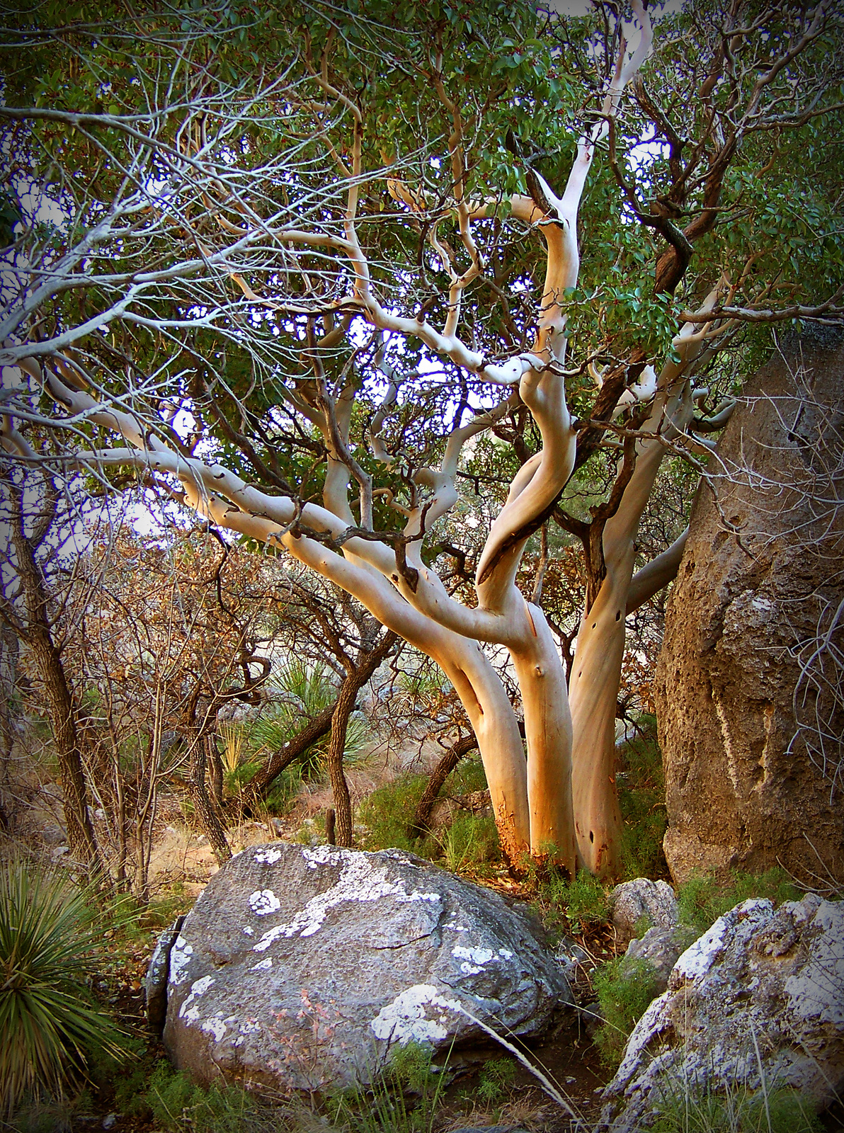 Texas, GuadalupeMountains