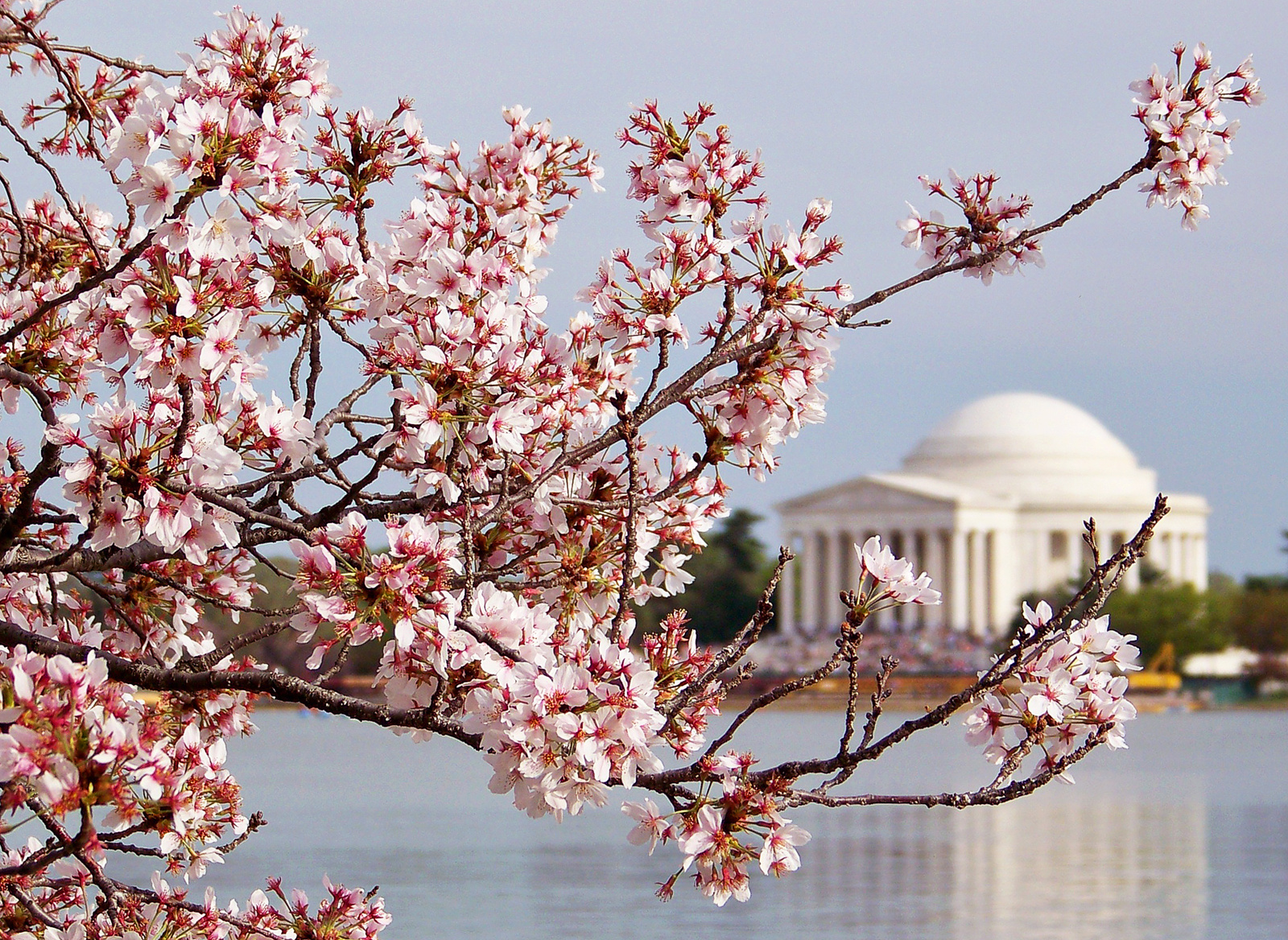 Cherry Blossom Jefferson Mem