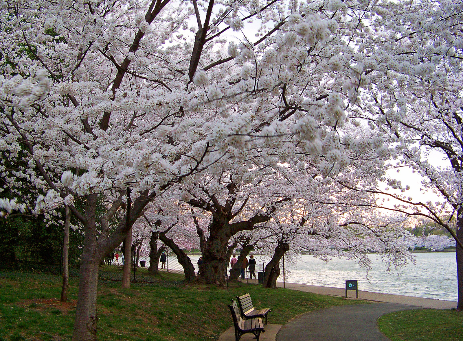 cherry blossom 6