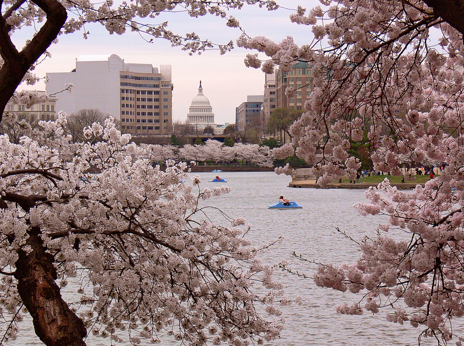 cherry blossom 8