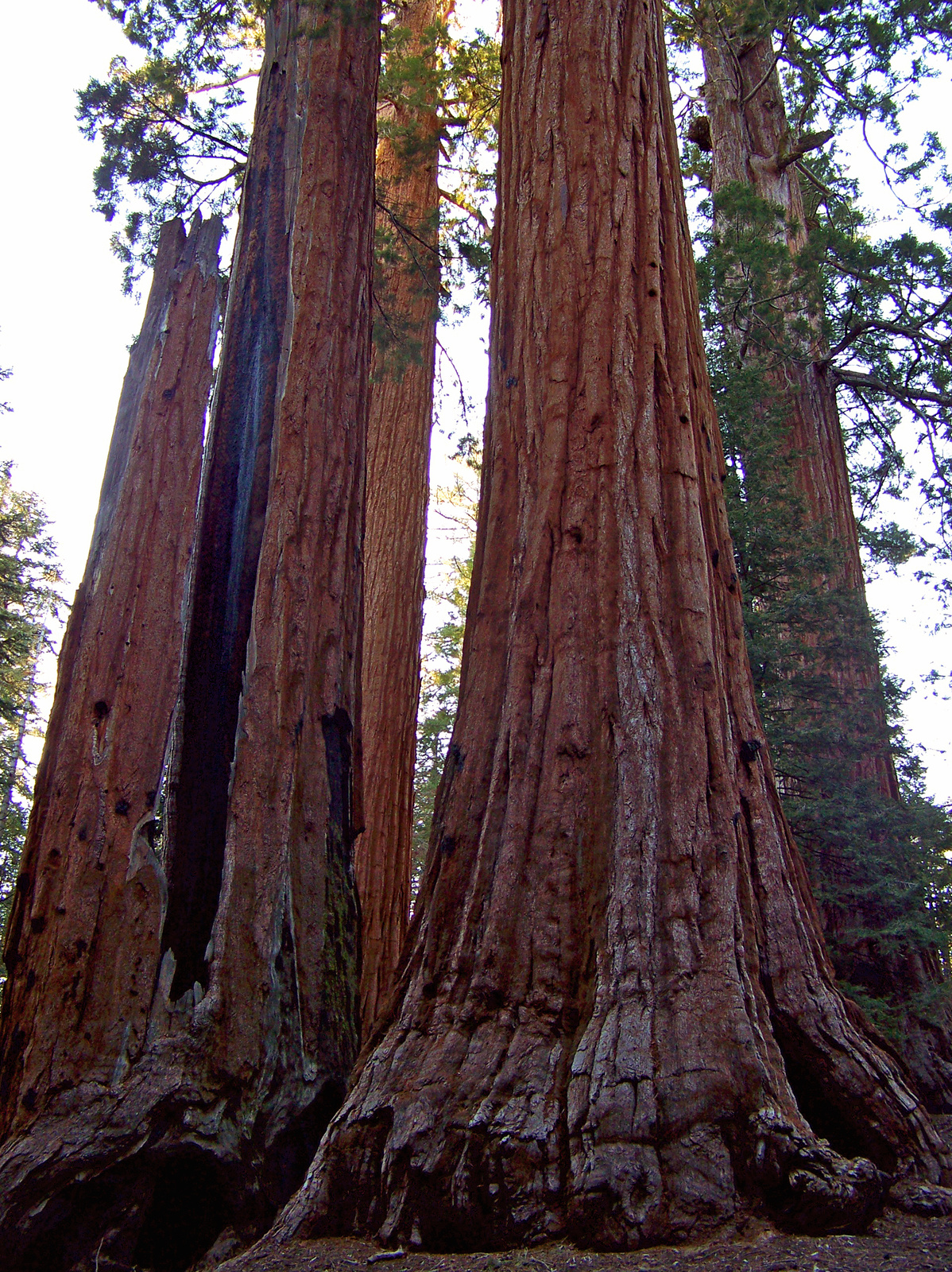 Sequoia 010