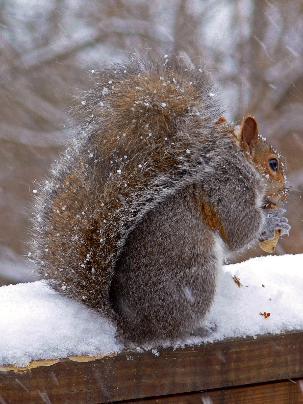 Winter, snow, squirrel..