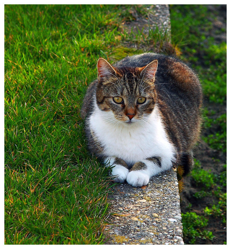 The thinkin' cat