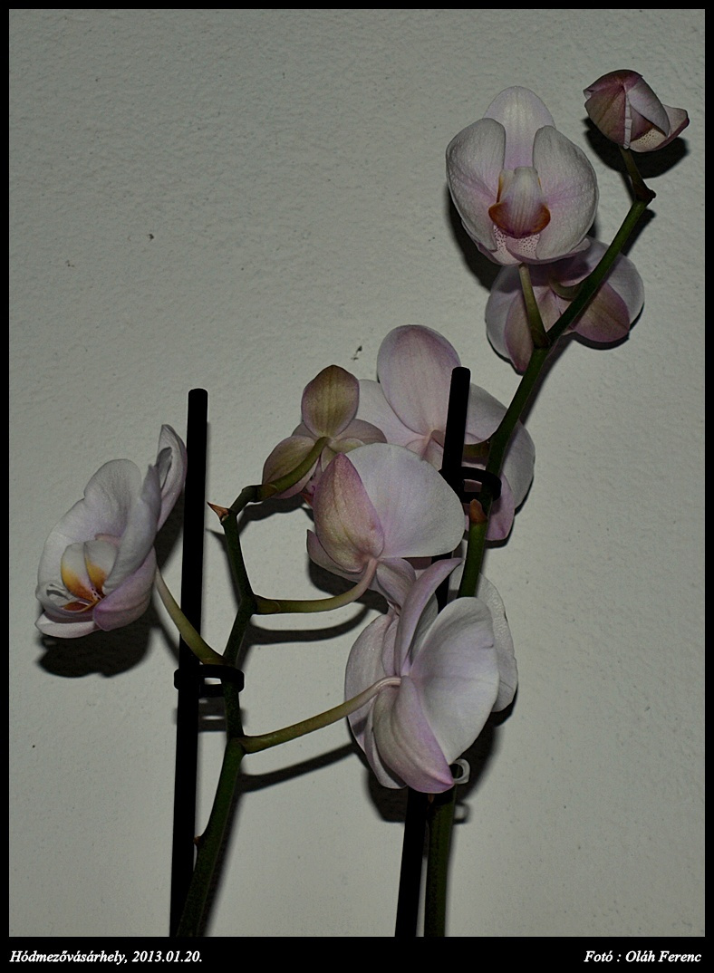 orchidea 13