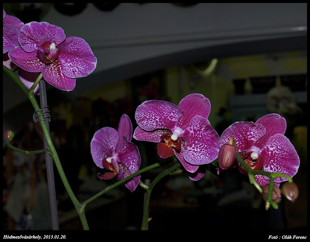 orchidea 19