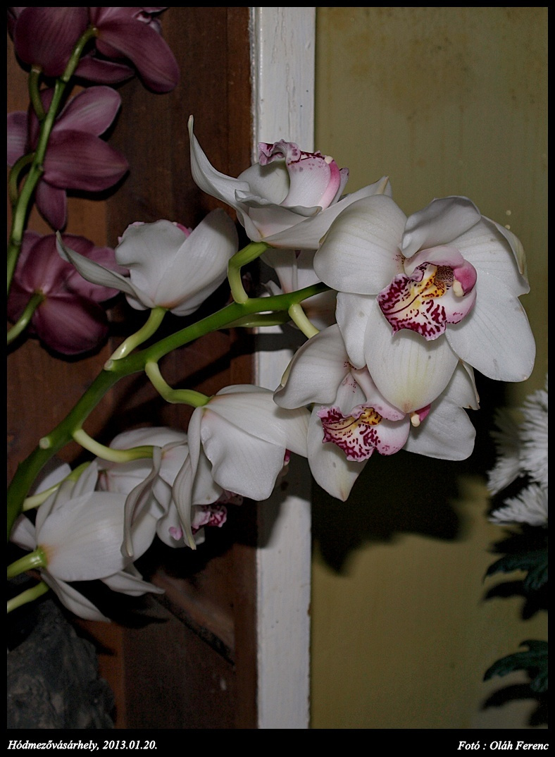 orchidea 20