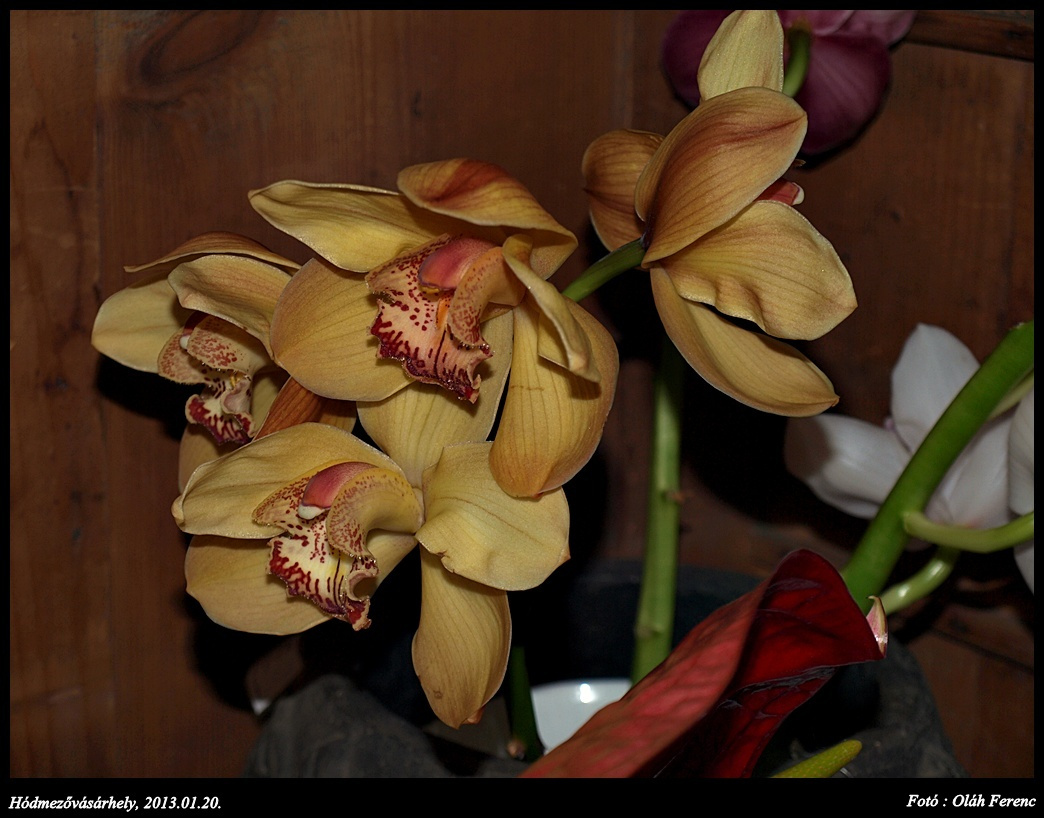 orchidea 21
