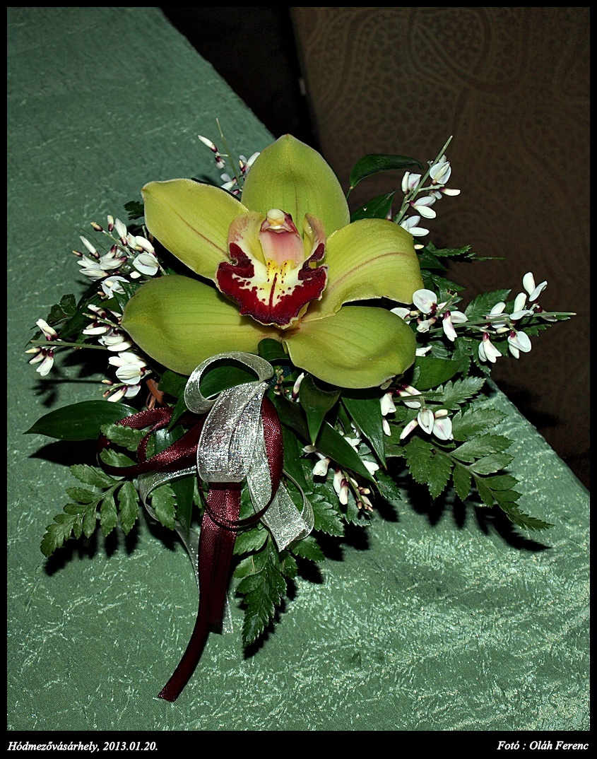 orchidea 23