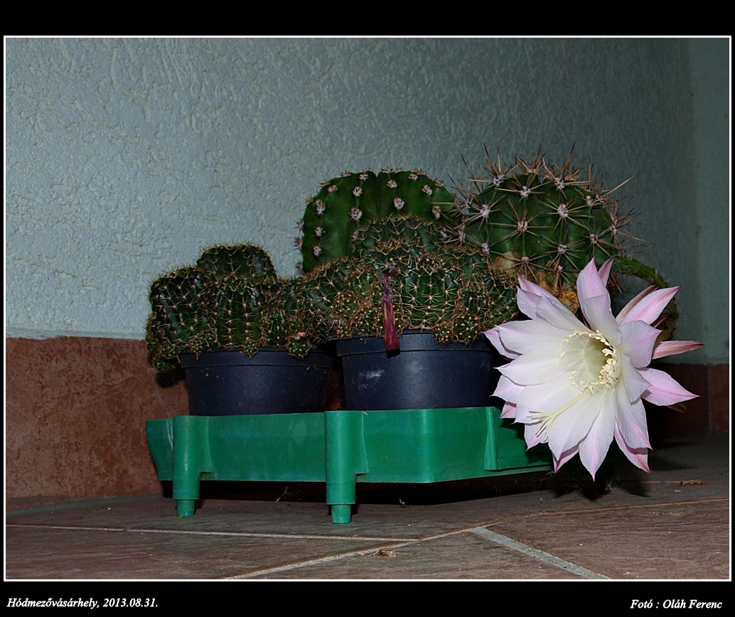 Kaktusz 2013 55
