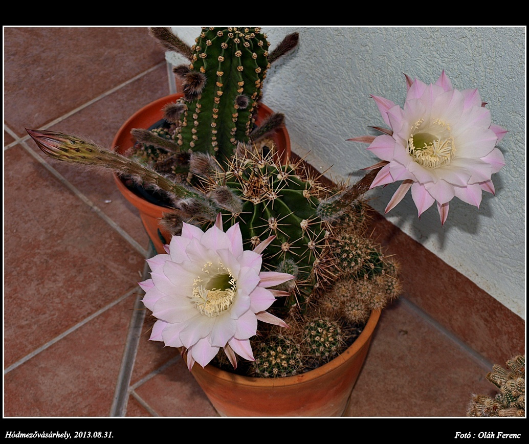 Kaktusz 2013 53