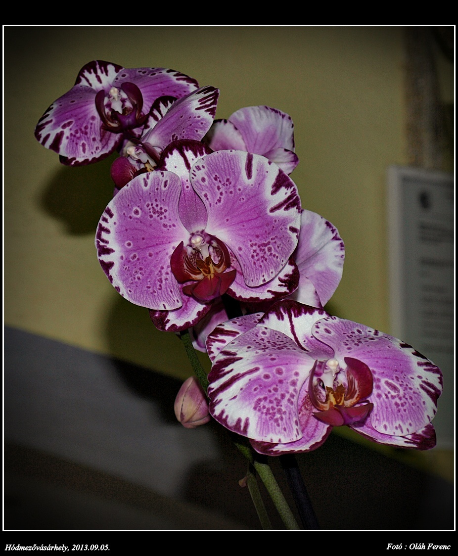 orchidea 26