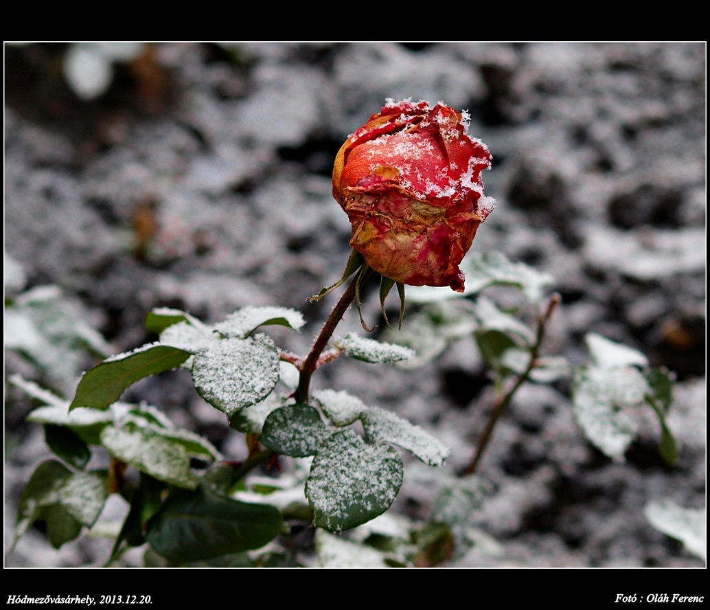 Havas rózsa 1