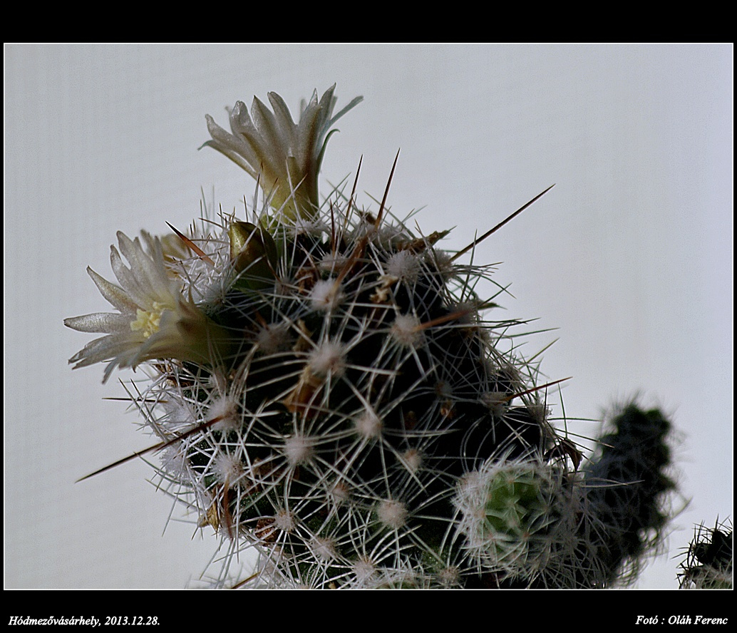 Kaktusz 2013 65