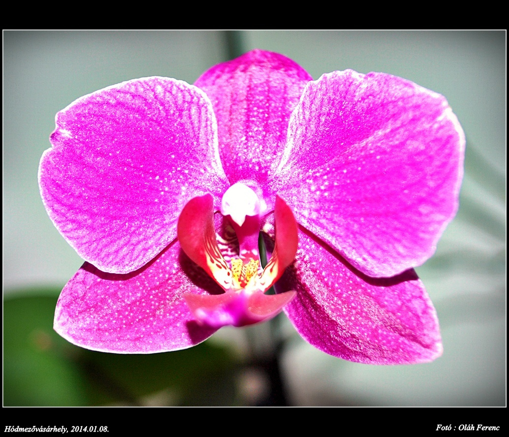 orchidea 29