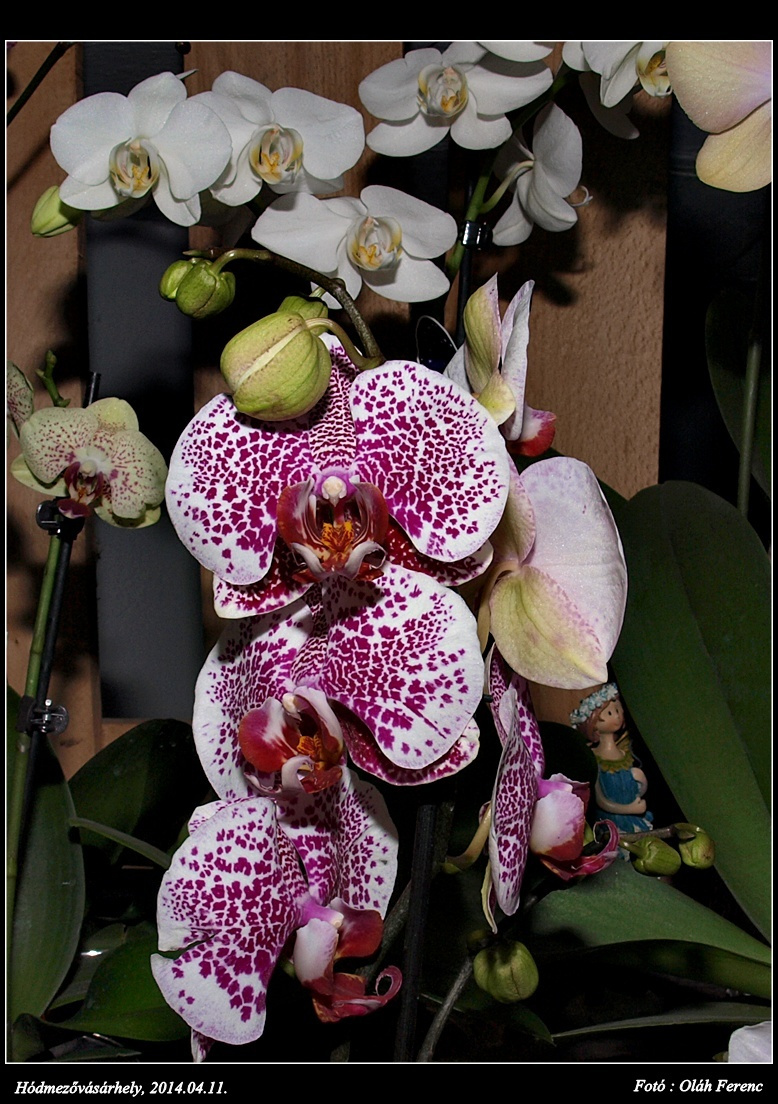 orchidea 30