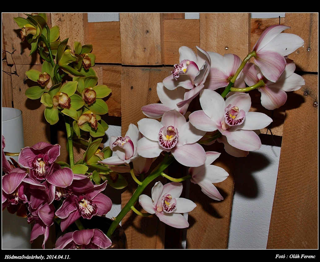 orchidea 33