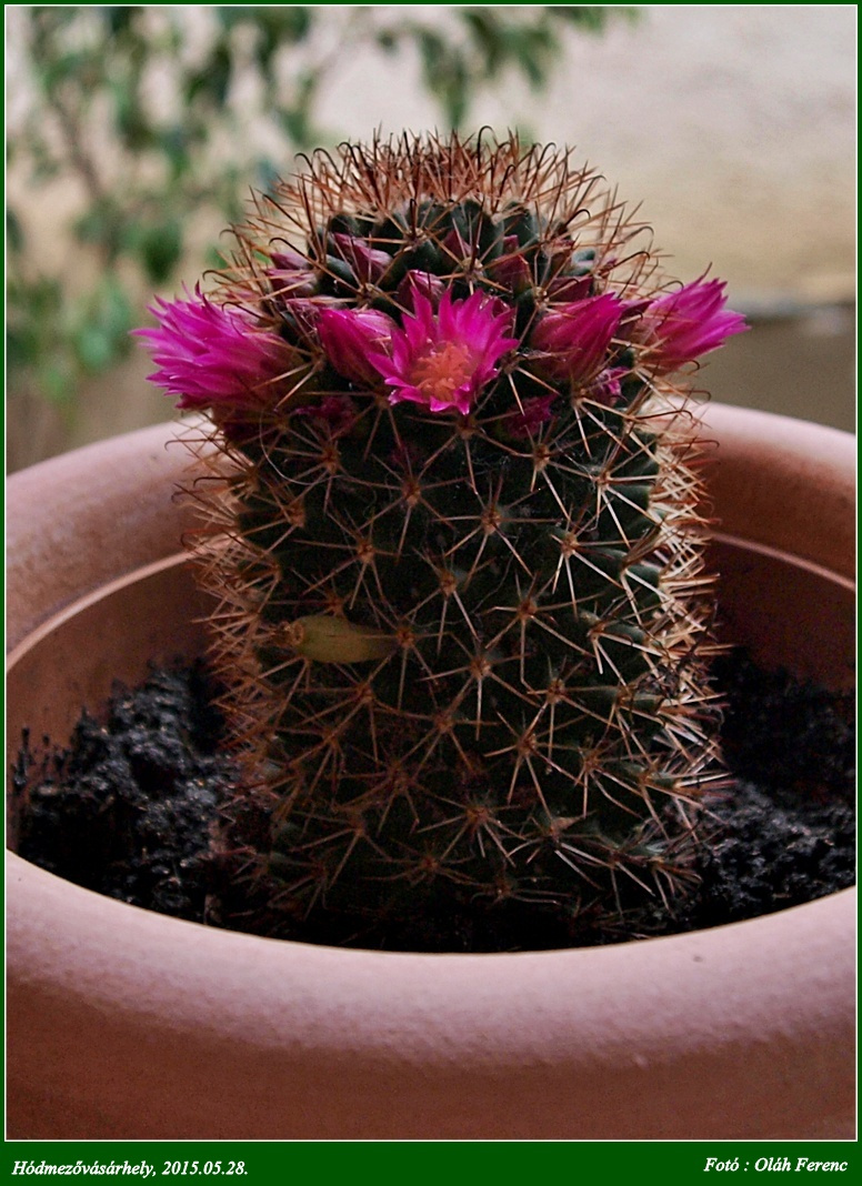 Kaktusz 2015 06