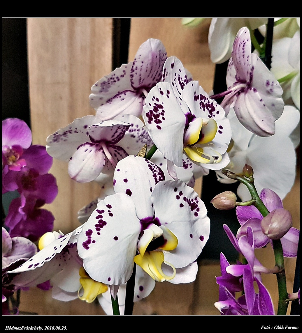 orchidea 37