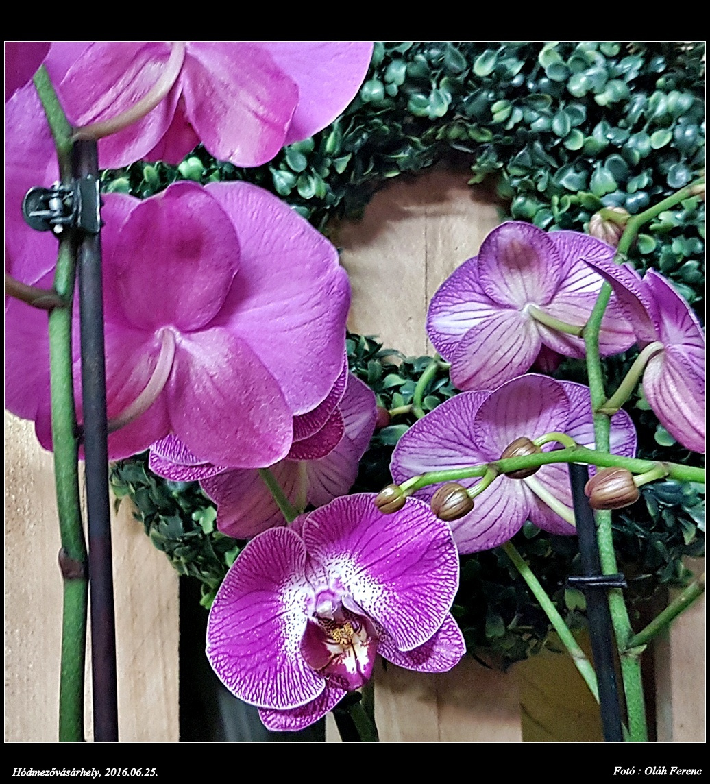 orchidea 38