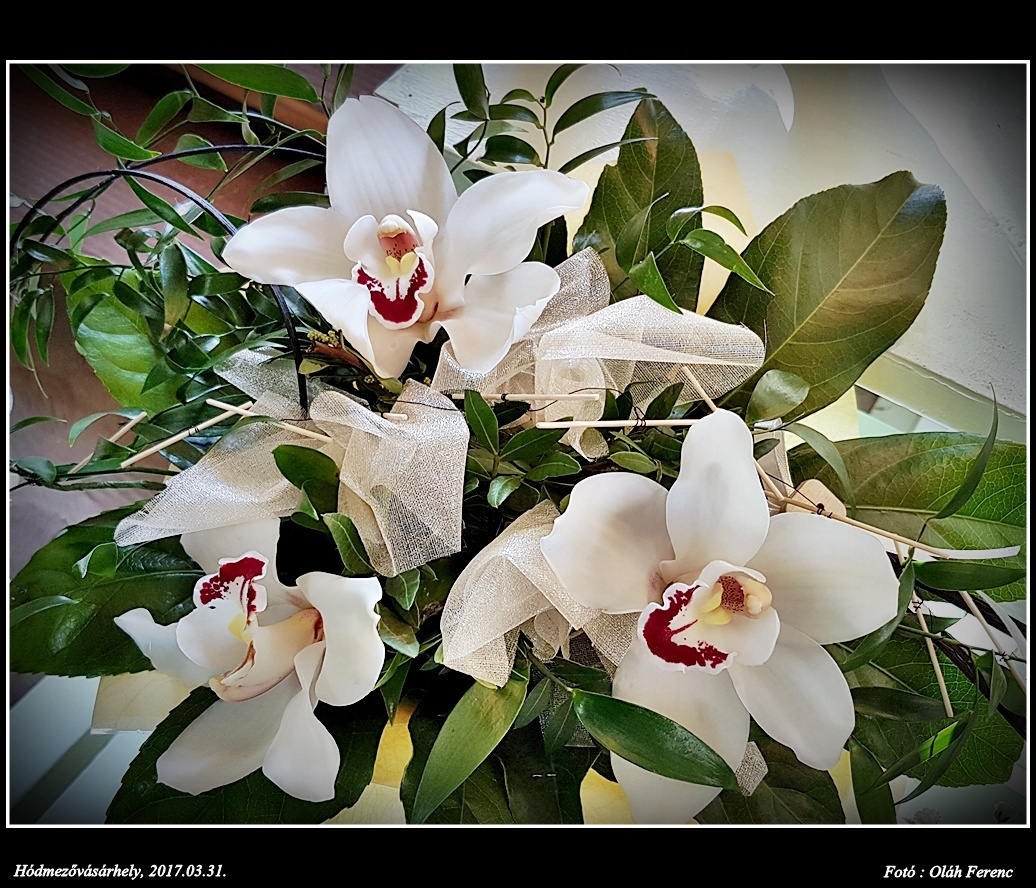 orchidea 45