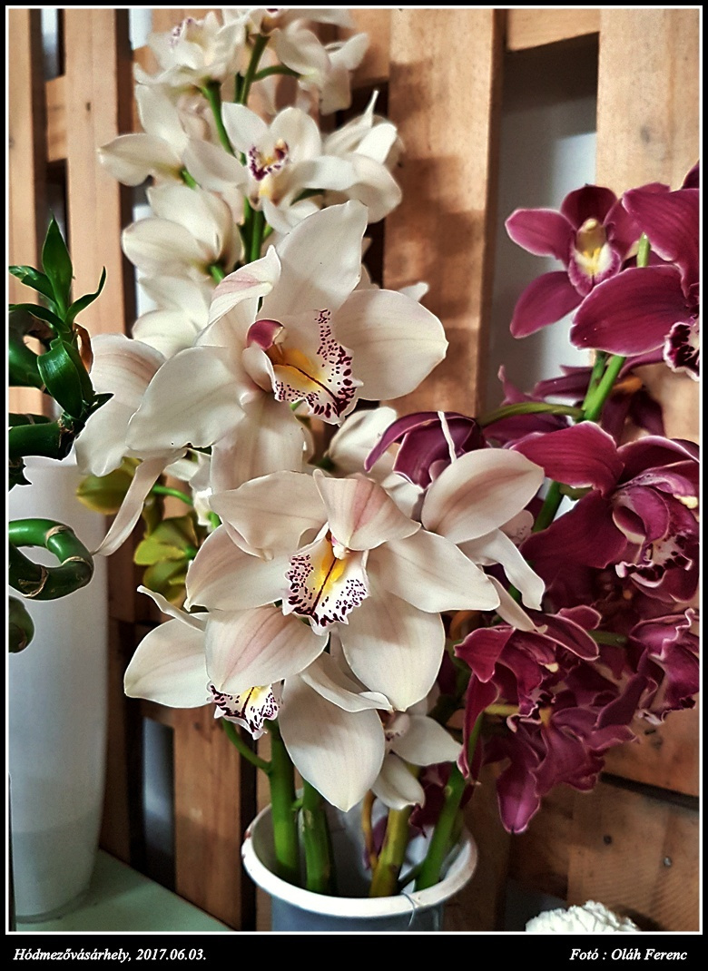 orchidea 48