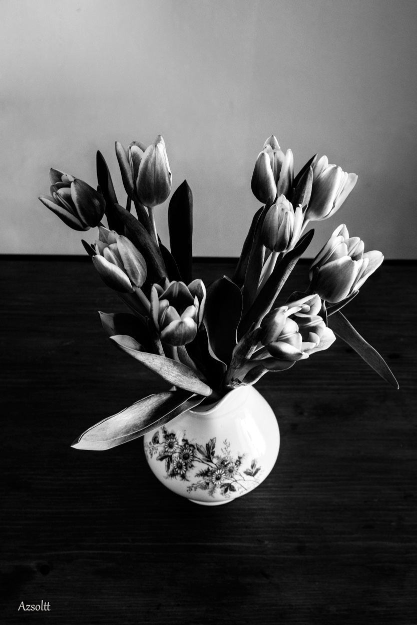 tulipán-ff