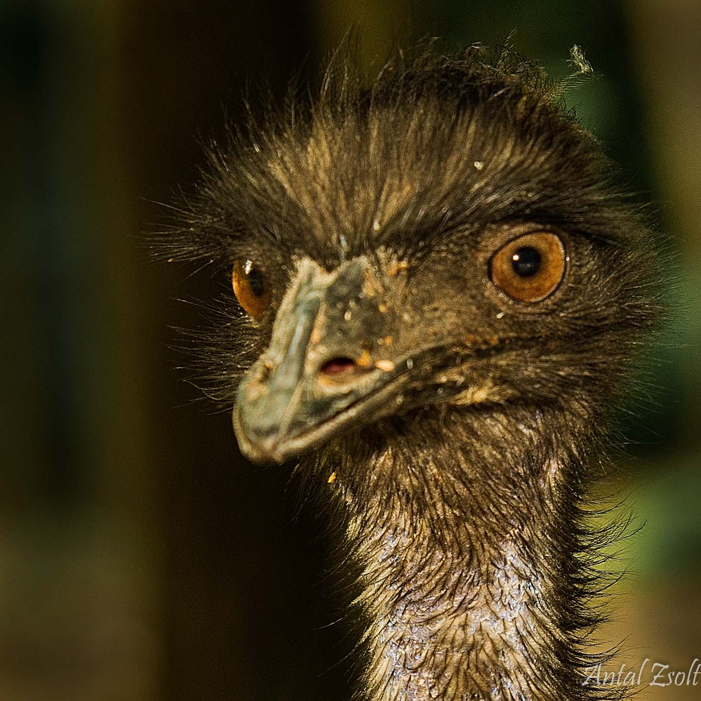 Emu portré