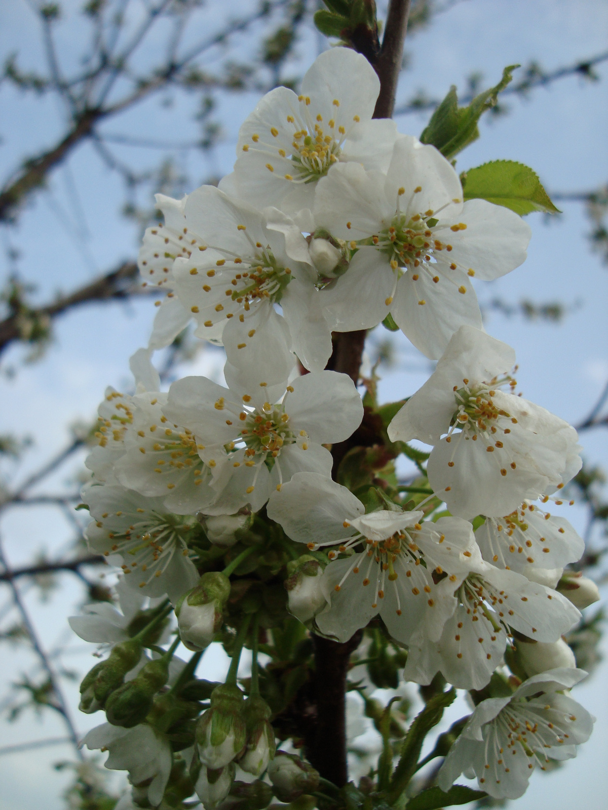 cseresznyefa virágzás