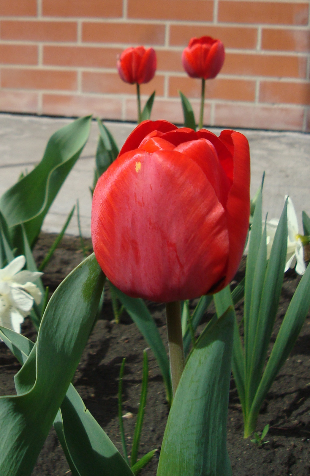 Bóbitás tulipán :)
